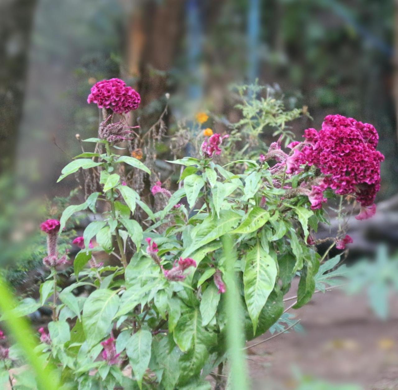 Apple Sara Home Stay Kandy Exterior foto